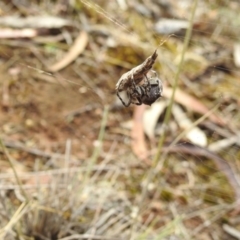 Hortophora sp. (genus) at Hackett, ACT - 5 Mar 2017 12:00 AM