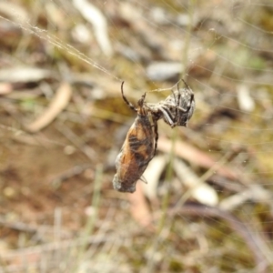 Hortophora sp. (genus) at Hackett, ACT - 5 Mar 2017