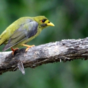 Manorina melanophrys at Kalaru, NSW - 15 Dec 2016