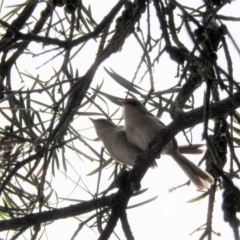 Malurus cyaneus at Acton, ACT - 25 Jan 2017 12:00 AM