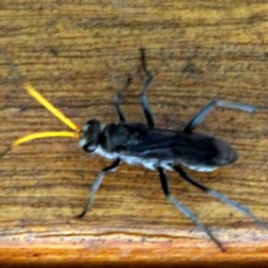 Fabriogenia sp. (genus) at Kalaru, NSW - 15 Dec 2016