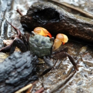 Parasesarma erythodactyla at Kalaru, NSW - 15 Dec 2016