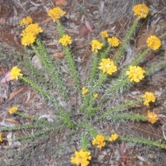 Chrysocephalum semipapposum (Clustered Everlasting) at Red Hill to Yarralumla Creek - 6 Jan 2016 by ruthkerruish