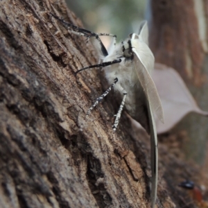 Gastrophora henricaria at Conder, ACT - 20 Nov 2014