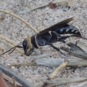 Sphecidae or Crabronidae (families) at Paddys River, ACT - 7 Mar 2017 07:37 PM