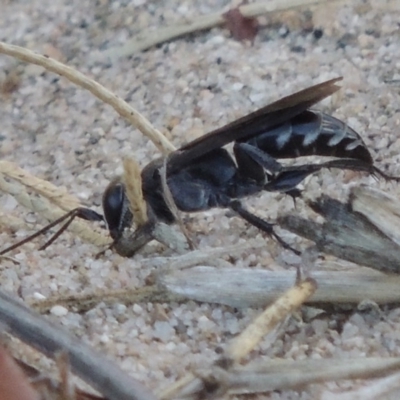 Sphecidae or Crabronidae (families) (Unidentified sand wasp) at Point Hut to Tharwa - 7 Mar 2017 by michaelb