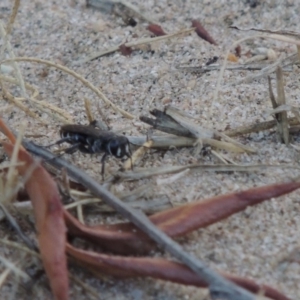 Sphecidae or Crabronidae (families) at Paddys River, ACT - 7 Mar 2017 07:37 PM