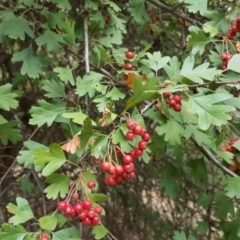 Crataegus monogyna (Hawthorn) at Isaacs, ACT - 9 Mar 2017 by Mike