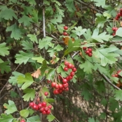 Crataegus monogyna (Hawthorn) at Isaacs, ACT - 8 Mar 2017 by Mike