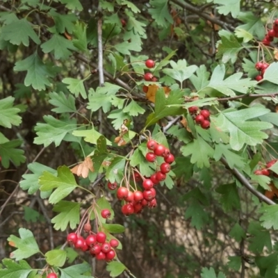 Crataegus monogyna (Hawthorn) at Isaacs, ACT - 9 Mar 2017 by Mike