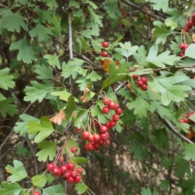 Crataegus monogyna (Hawthorn) at Isaacs Ridge and Nearby - 8 Mar 2017 by Mike