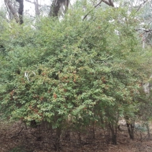 Crataegus monogyna at Isaacs, ACT - 9 Mar 2017