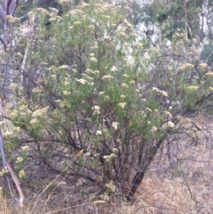 Cassinia longifolia (Shiny Cassinia, Cauliflower Bush) at Hughes, ACT - 8 Mar 2017 by ruthkerruish