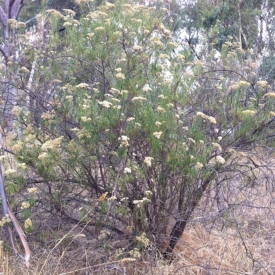 Cassinia longifolia (Shiny Cassinia, Cauliflower Bush) at Hughes, ACT - 7 Mar 2017 by ruthkerruish