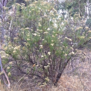 Cassinia longifolia at Hughes, ACT - 8 Mar 2017