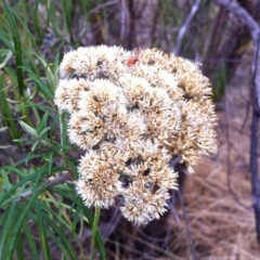 Cassinia longifolia at Hughes, ACT - 8 Mar 2017