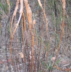 Plantago lanceolata (Ribwort Plantain, Lamb's Tongues) at Hughes Garran Woodland - 6 Jan 2016 by ruthkerruish