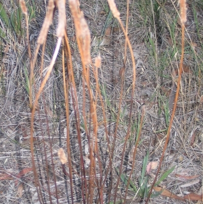 Plantago lanceolata (Ribwort Plantain, Lamb's Tongues) at Hughes, ACT - 6 Jan 2016 by ruthkerruish