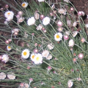 Leucochrysum albicans subsp. tricolor at Hughes, ACT - 9 Oct 2016