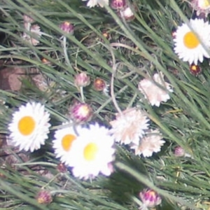 Leucochrysum albicans subsp. tricolor at Hughes, ACT - 9 Oct 2016