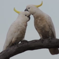 Cacatua galerita (Sulphur-crested Cockatoo) at Namadgi National Park - 11 Nov 2014 by MichaelBedingfield