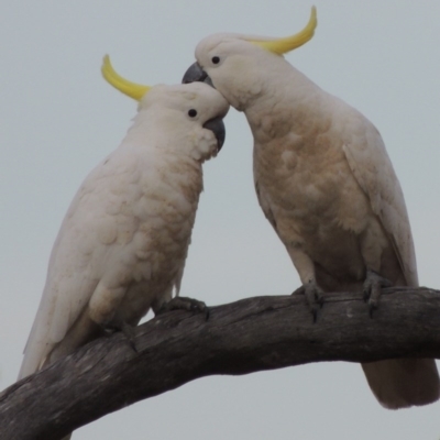 Cacatua galerita (Sulphur-crested Cockatoo) at Tennent, ACT - 11 Nov 2014 by MichaelBedingfield