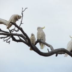 Cacatua galerita at Tennent, ACT - 11 Nov 2014