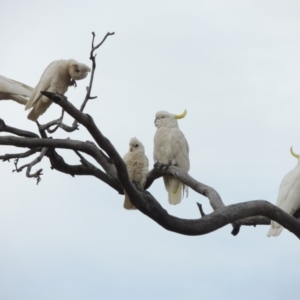 Cacatua galerita at Tennent, ACT - 11 Nov 2014 12:00 AM