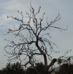 Cacatua galerita at Tennent, ACT - 11 Nov 2014 12:00 AM