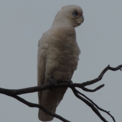 Cacatua sanguinea (Little Corella) at Namadgi National Park - 10 Nov 2014 by michaelb