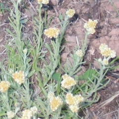 Pseudognaphalium luteoalbum (Jersey Cudweed) at Hughes, ACT - 1 Nov 2016 by ruthkerruish