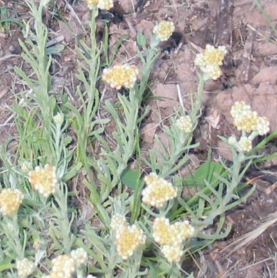 Pseudognaphalium luteoalbum (Jersey Cudweed) at Hughes, ACT - 1 Nov 2016 by ruthkerruish