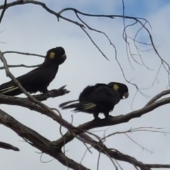 Zanda funerea (Yellow-tailed Black-Cockatoo) at Isaacs, ACT - 8 Mar 2017 by Mike