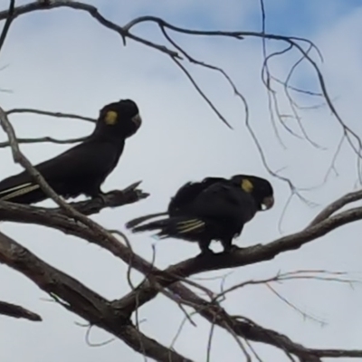 Zanda funerea (Yellow-tailed Black-Cockatoo) at Isaacs Ridge and Nearby - 8 Mar 2017 by Mike