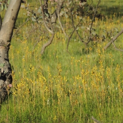 Bulbine bulbosa (Golden Lily, Bulbine Lily) at Conder, ACT - 18 Oct 2016 by michaelb