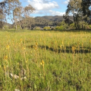 Bulbine bulbosa at Conder, ACT - 18 Oct 2016