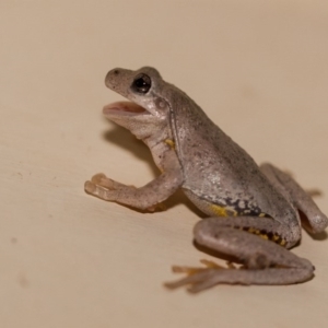 Litoria peronii at Murrumbateman, NSW - 4 Mar 2017 09:44 PM