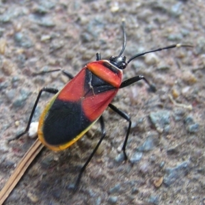 Dindymus versicolor at Kambah, ACT - 8 Mar 2017 06:02 PM