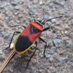 Dindymus versicolor (Harlequin Bug) at Kambah, ACT - 8 Mar 2017 by MatthewFrawley