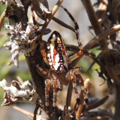 Plebs bradleyi (Enamelled spider) at Pollinator-friendly garden Conder - 14 Jan 2017 by michaelb