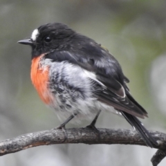 Petroica boodang (Scarlet Robin) at Mount Clear, ACT - 9 Mar 2017 by JohnBundock
