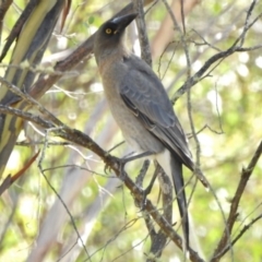 Strepera versicolor (Grey Currawong) at Namadgi National Park - 9 Mar 2017 by JohnBundock