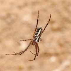 Plebs bradleyi (Enamelled spider) at Mount Clear, ACT - 9 Mar 2017 by JohnBundock