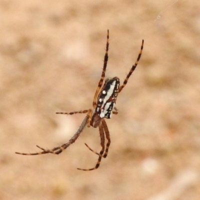 Plebs bradleyi (Enamelled spider) at Namadgi National Park - 8 Mar 2017 by JohnBundock
