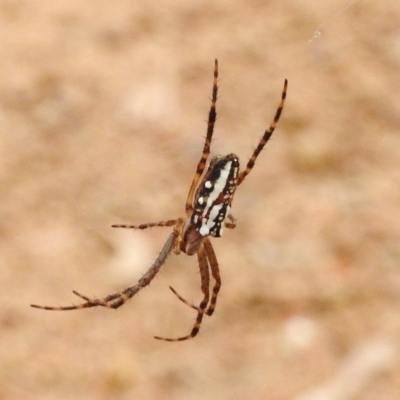 Plebs bradleyi (Enamelled spider) at Mount Clear, ACT - 9 Mar 2017 by JohnBundock