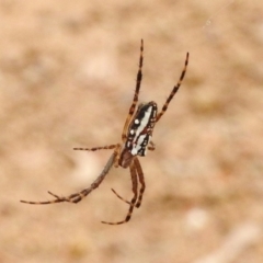 Plebs bradleyi (Enamelled spider) at Mount Clear, ACT - 8 Mar 2017 by JohnBundock