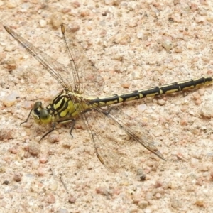 Austrogomphus guerini at Mount Clear, ACT - 9 Mar 2017 12:13 PM