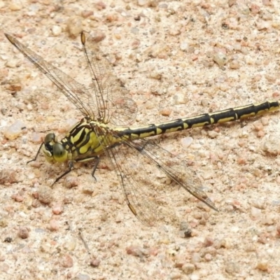 Austrogomphus guerini (Yellow-striped Hunter) at Mount Clear, ACT - 9 Mar 2017 by JohnBundock