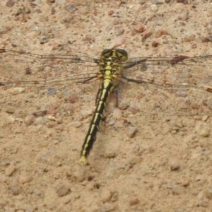 Austrogomphus guerini at Mount Clear, ACT - 9 Mar 2017 12:13 PM