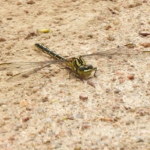 Austrogomphus guerini at Mount Clear, ACT - 9 Mar 2017 12:13 PM